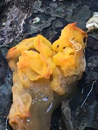 Tremella aurantia image