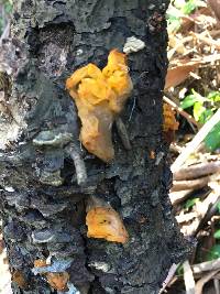 Tremella aurantia image