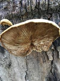 Crepidotus mollis image