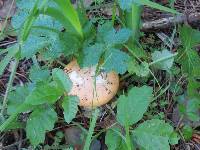 Amanita velosa image