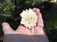 Psathyrella candolleana image