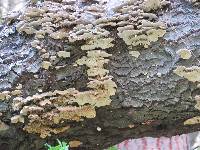 Trametes versicolor image