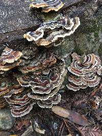 Trametes versicolor image