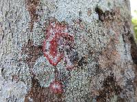 Cryptothecia rubrocincta image