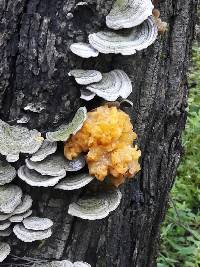 Tremella aurantia image