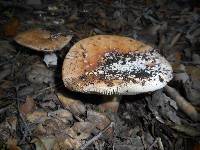 Amanita novinupta image