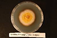 Image of Epicoccum nigrum