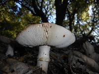 Amanita novinupta image