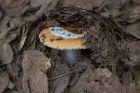 Amanita velosa image