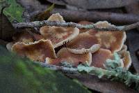 Gymnopus brassicolens var. brassicolens image