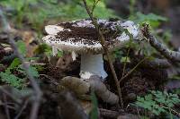 Amanita ocreata image