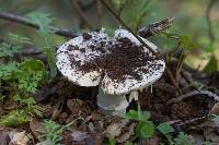 Amanita ocreata image