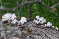 Schizophyllum commune image