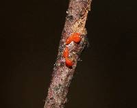 Dacrymyces stillatus image