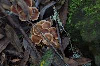 Gymnopus brassicolens var. brassicolens image