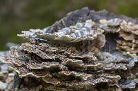 Trametes versicolor image