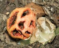 Clathrus ruber image