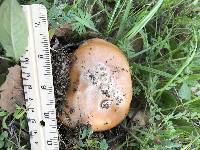 Amanita velosa image