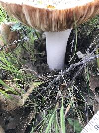 Amanita velosa image