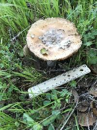 Amanita velosa image