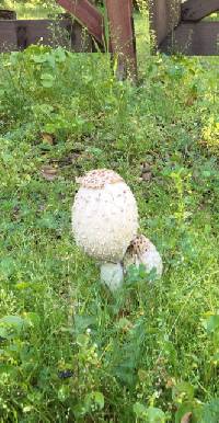 Coprinus comatus image