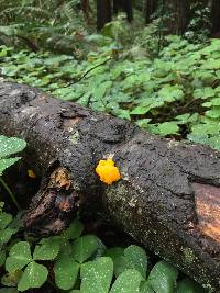 Tremella mesenterica image