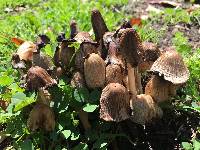 Coprinellus micaceus image