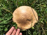 Leccinum scabrum image