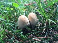 Coprinellus micaceus image