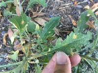 Puccinia lagenophorae image