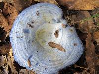 Lactarius indigo image