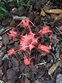 Clathrus archeri image