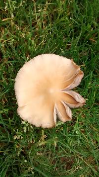 Psathyrella candolleana image