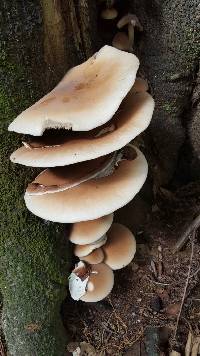 Agrocybe parasitica image