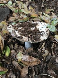 Amanita velosa image