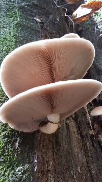 Agrocybe parasitica image