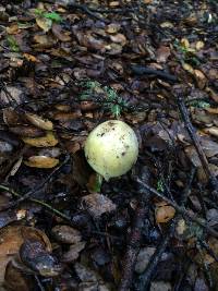 Amanita phalloides image