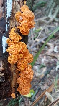 Favolaschia calocera image