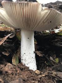 Amanita velosa image