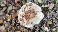 Chlorophyllum brunneum image