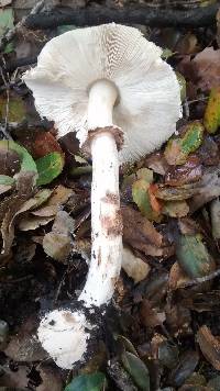 Chlorophyllum brunneum image