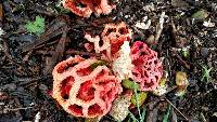 Clathrus ruber image