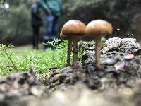 Psilocybe coprophila image