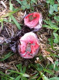 Clathrus archeri image