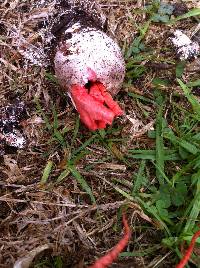 Clathrus archeri image