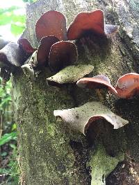 Auricularia cornea image