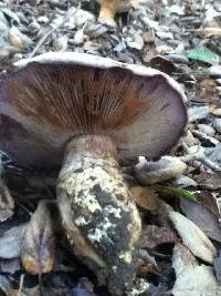 Cortinarius glaucopus image