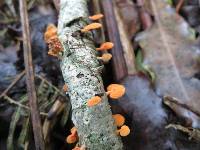 Favolaschia calocera image