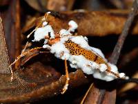 Cordyceps bassiana image