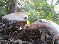 Pluteus petasatus image